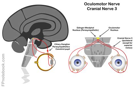 Cranial Nerve 3