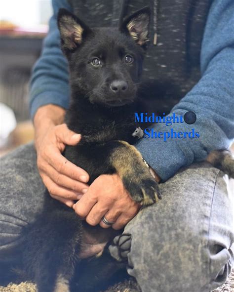 ADOPTION APPLICATION - SOCAL WORKING LINE GERMAN SHEPHERD PUPPIES FOR SALE IN SOUTHERN ...