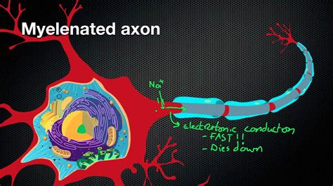 024 @Nicodube23 How Myelin Sheaths speed up the Action Potential ...