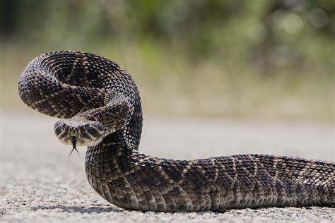 Per terra campo di aviazione Confezione da mettere top 5 most venomous snakes sospendere Ruggine ...