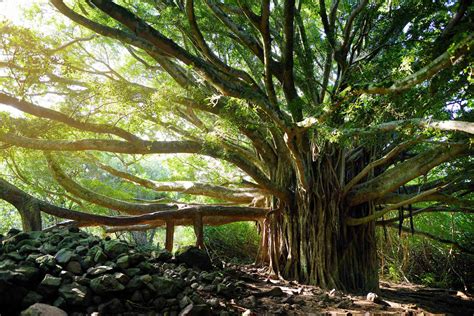 Different Types Of Ficus Plants