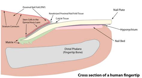 Approach to Nail Trauma – AOMC FOAMed