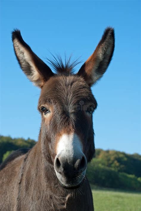 Funny mule stock photo. Image of mule, smile, hoofed - 23922932