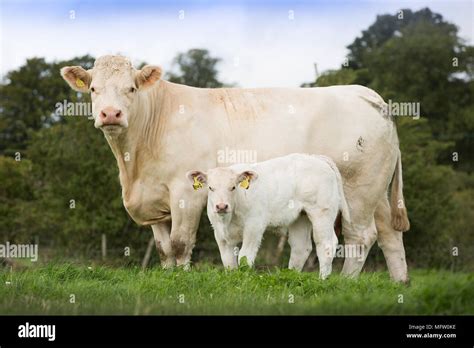 Charolais beef cow and calf Stock Photo - Alamy