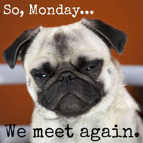 Oh no, it's Monday again ! #grandesaldi.pl | Funny good morning memes, Funny monday memes, Pugs ...