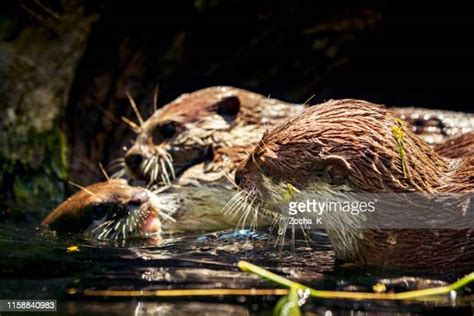 228 Otter Family Stock Photos, High-Res Pictures, and Images - Getty Images