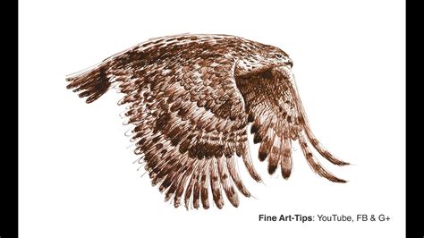 Hawk Flying Drawing