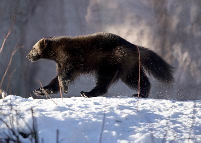 Wolverines Threatened by Climate Change | The Sietch Blog