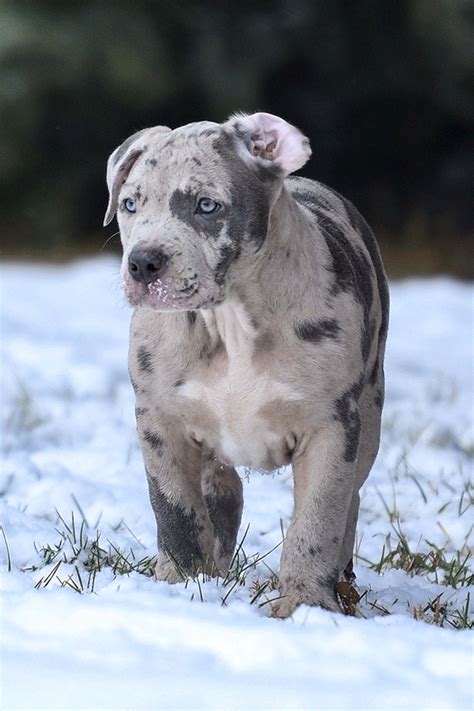 Merle pitbull puppy – Artofit