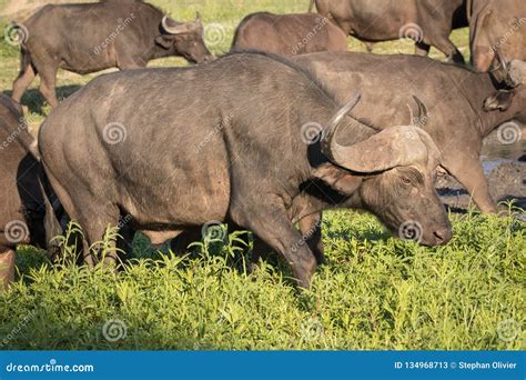 Herd of African Cape Buffalo. Stock Image - Image of action, dagga ...