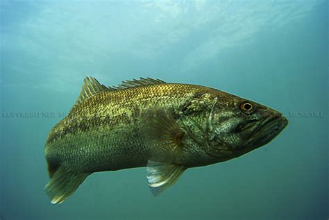 Largemouth Bass Underwater Photography: LARGEMOUTH BASS 2