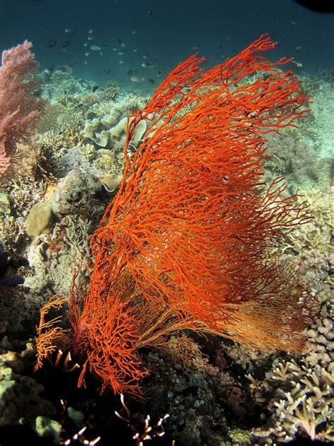 Fire Coral | Sea and ocean, Ocean garden, Underwater art