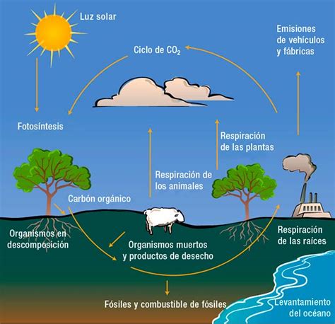 El ciclo del carbono o ciclo biogeoquímico del carbono ♻️ - Greenteach