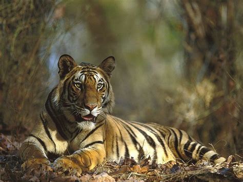 Wildlife Photography in Bandhavgarh - Tripoto