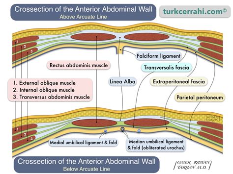 Anatomy of the Abdominal Wall | turkcerrahi.com