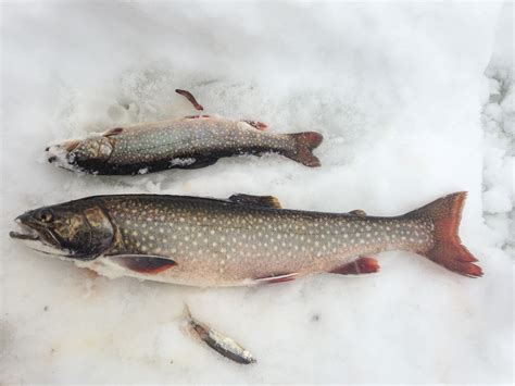 Back Lake Adventuring: Fishing for Brook Trout & Splake - Northeastern ...