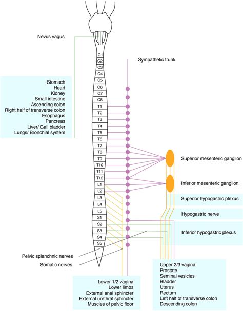 Review: Pelvic nerves – from anatomy and physiology to clinical ...