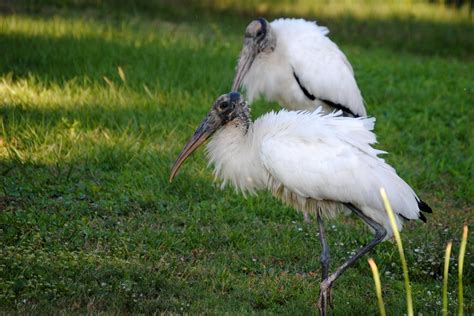 Field Notes and Photos: Wood Storks: Everglades Indicator Species