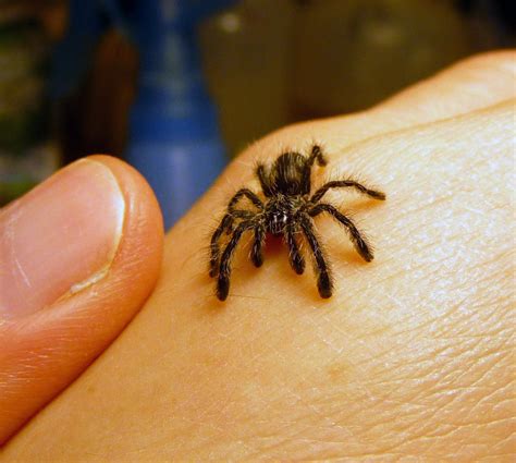 Avicularia purpurea tarantula baby :) by Meadowknight on DeviantArt