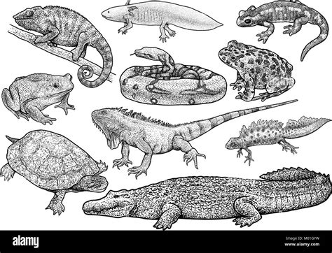 Amphibians and reptiles collection illustration, drawing, engraving, ink, line art, vector Stock ...