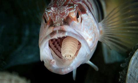 Cymathoa exigua: a parasitic isopod that can cut off the fish’s tongue ...