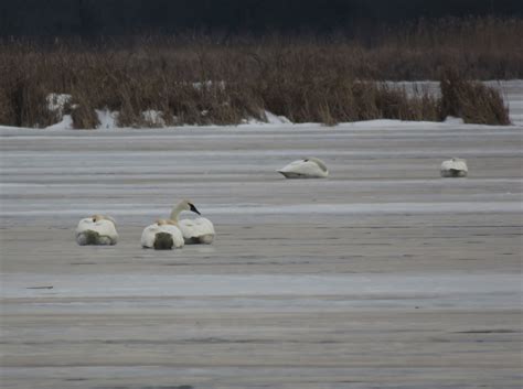 eBird Checklist - 31 Dec 2022 - Green Lake - west end - 14 species