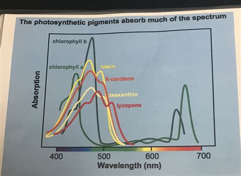 Absorption Spectrum lab Diagram | Quizlet