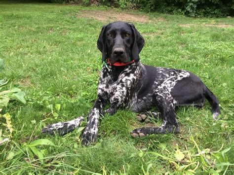 Black german shorthair pointer | Pointer puppies, German shorthaired ...