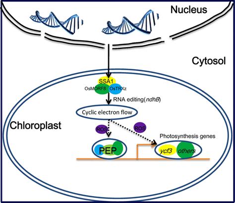 A schematic of possible mechanism of SSA1 in RNA editing/splicing and... | Download Scientific ...