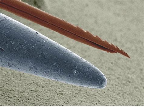 Microscopic comparison of a bee stinger vs the point of a needle : r/interestingasfuck