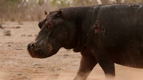 Lion vs Hippo Real Fight! - YouTube