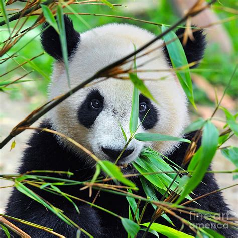 Hungry Giant Panda Bear Eating Bamboo Photograph by Hung Chung Chih ...