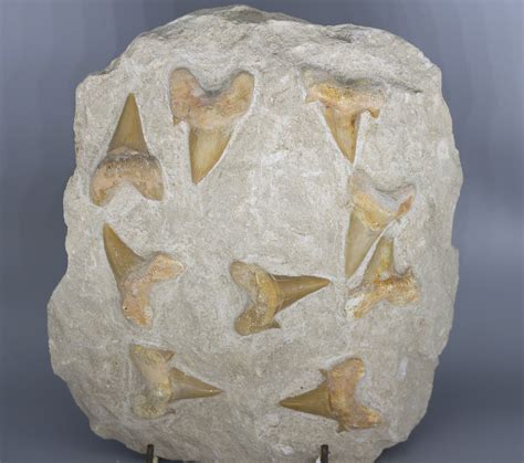 Otodus Obliquus (Shark Teeth in Matrix) - Stone Science Museum Anglesey