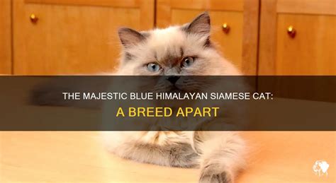 The Majestic Blue Himalayan Siamese Cat: A Breed Apart | PetShun