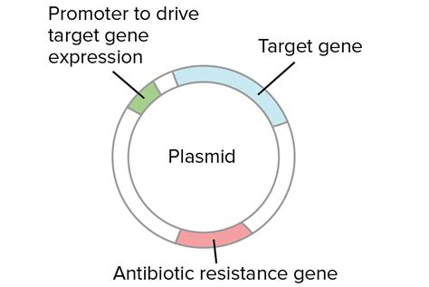 World's Tragic In Medlife,.....You May Know Or Not: Bacterial Transformation & Selection