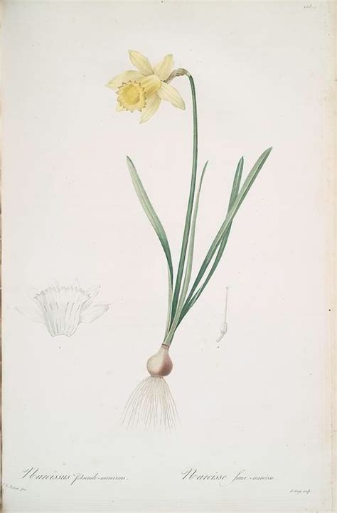 Narcissus pseudo-narcissus From New York Public Library Digital Collections. | Flower ...