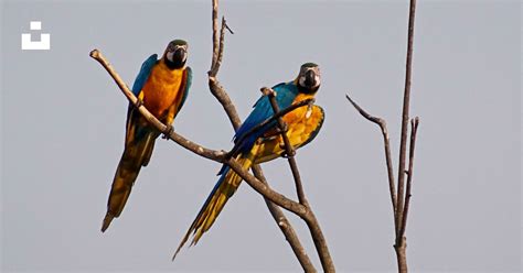 Foto Dos pájaros coloridos encaramados en la cima de la rama de un árbol – Imagen Ji-parana ...