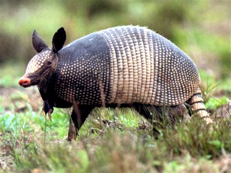 Armadillo | Wild Life World