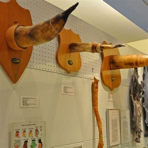 Icelandic Phallological Museum | Amusing Planet