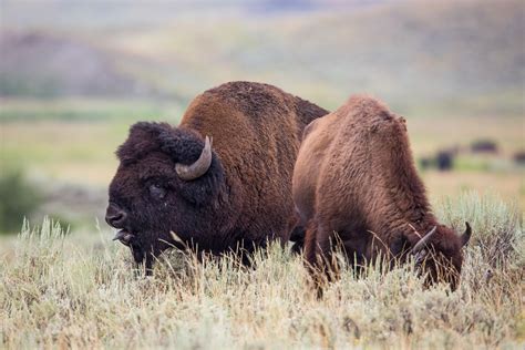 Bison Mating Season in Yellowstone National Park 2025 - Rove.me