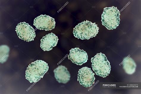 Toxic mould spores of Stachybotrys chartarum fungus, digital ...