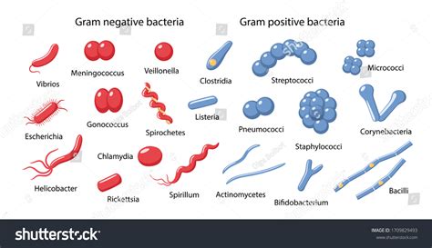 「虫眼鏡に含まれるグラム陰性菌とグラム陽性菌の例：球菌、桿菌、ビブリオ、スピリラム、スピロヘータ、エシェリヒア、クロストリジア、コリネバクテ ...