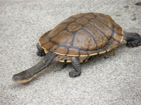 Eastern Long Neck Turtle Facts and Pictures