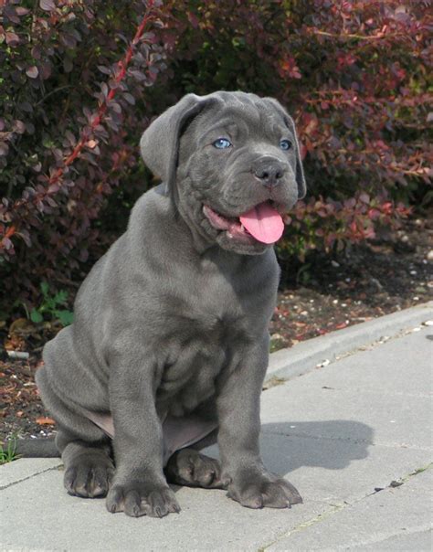 Full Grown Cane Corso Grey Blue Eyes