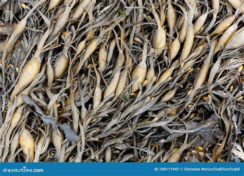 Leaves of Norwegian Kelp Ascophyllum Nodosum Stock Image - Image of ...