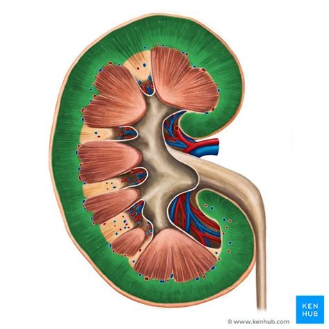 Renal cortex: Anatomy and function | Kenhub