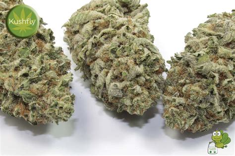 Blackberry Kush Strain Marijuana Delivery in Los Angeles