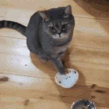 Cat Hungry Cat GIF - Cat Hungry Cat Hangry - Discover & Share GIFs