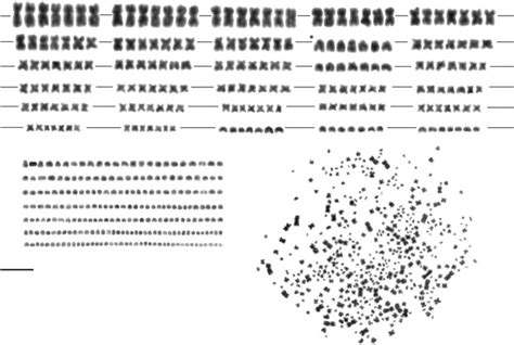 Metaphase chromosome spread and corresponding karyotype derived from ...