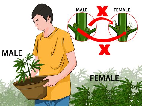 The 2 Best Ways to Identify Female and Male Marijuana Plants